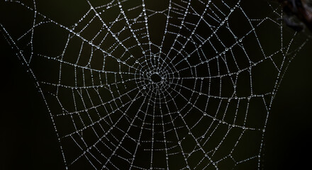 Obraz premium Delicate spiderweb glistening with morning dew droplets captures intricate natural design and beauty