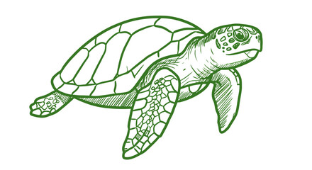 Naklejka premium Green Sea Turtle Line Drawing Illustration 2.