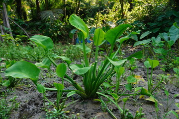 Water hyacinth plants grow well in rice fields