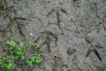 bird footprints on the ground