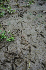 bird footprints on the ground