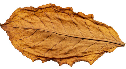Golden Brown Autumn Leaf Showcasing Delicate Patterns and Texture