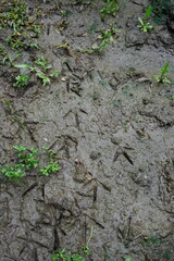 bird footprints on the ground