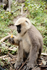 Wildlife Photography of Monkey Eating in Forest