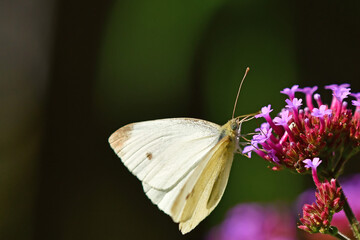 cabbage butterfly on flower of a thistle