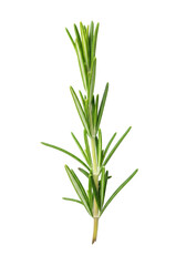 Obraz premium Fresh rosemary sprig with vibrant green needle-like leaves and a slender stem, isolated against a transparent background with ample copy space, professional studio concept