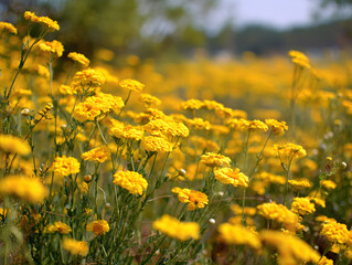 Obraz premium Yellow flower field landscape