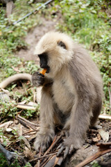 Primate Holding and Eating Fruit Outdoors