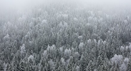 Aerial view of a snow-covered forest with fog