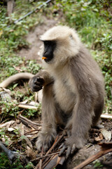 Southern Plains Langur Feeding on Fresh Fruit