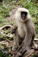 Gray Langur Monkey Eating Fruit in the Wild