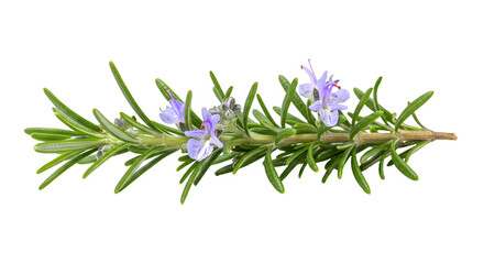 Naklejka premium Fresh Rosemary Sprig with Delicate Purple Blossoms on a Green Background