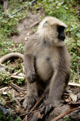 Semnopithecus dussumieri Feeding in Natural Habitat