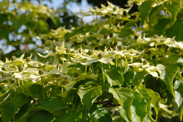 Asiatischer  Blüten-Hartriegel,  Cormus kousa