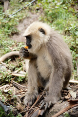 Primate Holding and Eating Fruit Outdoors