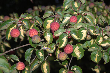 Japanischer Blumen-Hartriegel, Cornus kousa,  Goldstar