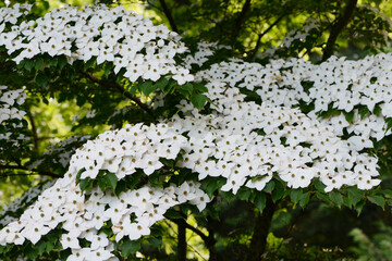 Asiatischer  Blüten-Hartriegel,  Cormus kousa