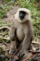 Wildlife Photography of Monkey Eating in Forest