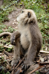Gray Langur Monkey Eating Fruit in the Wild