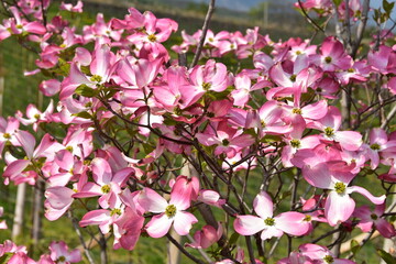 Amerikanischer Blumen-Hartriegel, Cornus florida