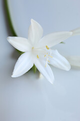 White lily flower close-up on light background