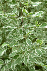 Weißbunter Hartriegel,  Cornus alba