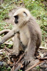 Semnopithecus dussumieri Feeding in Natural Habitat