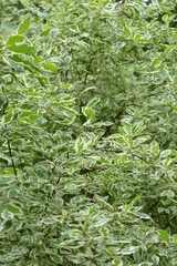 Weißbunter Hartriegel,  Cornus alba