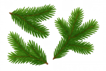 Four lush green pine branches, perfect for festive designs, lie against a transparent background