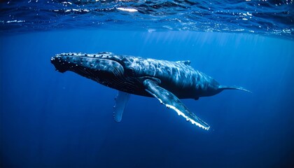 Fototapeta premium Majestic Humpback Whale Gracefully Gliding Through the Depths of the Ocean Realm