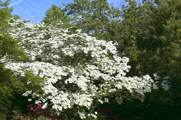 Japanischer Blumen-Hartriegel,  Cornus kousa 'Venus'