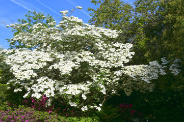 Japanischer Blumen-Hartriegel,  Cornus kousa 'Venus'