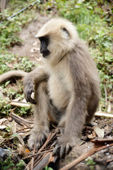 Southern Plains Langur Feeding on Fresh Fruit