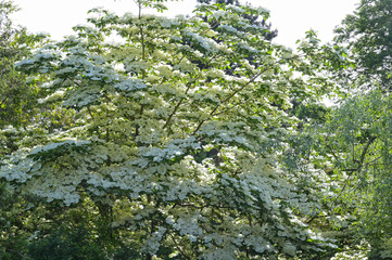 Japanischer Blumen-Hartriegel,  Cornus kousa 'Venus' © Peter Oetelshofen