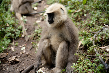 Gray Langur Monkey Eating Fruit in the Wild