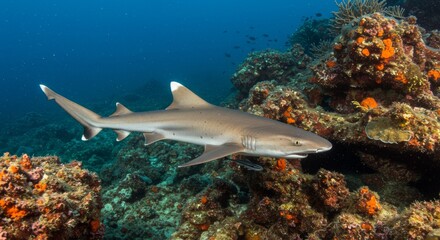 Fototapeta premium Elegant whitetip reef shark swimming along a vibrant coral reef ecosystem