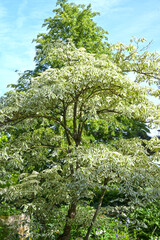 Pagoden-Hartriegel, Cornus controversa