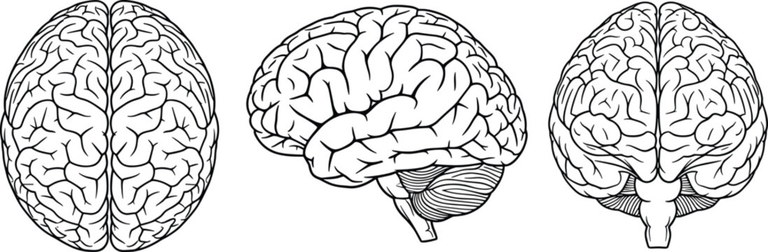 Human brain anatomy vector illustration, detailed top, side, and front views, medical and educational design concept for science, healthcare, and neuroscience projects