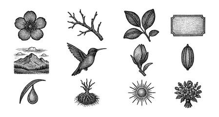 Vintage botanical and nature sketches featuring flowers, hummingbird, and mountain scenery