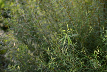 Thick fresh greenery with small leaves. Green textured background.