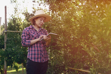 An orange farmer is tending his orange grove, which is preparing for the harvest.