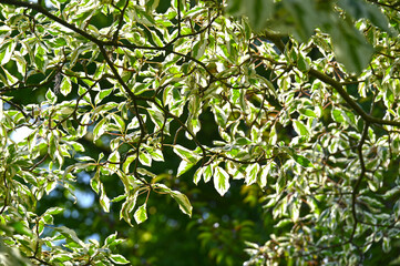 Pagoden-Hartriegel, Cornus controversa