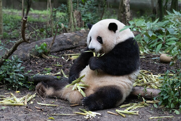 Close up sweet panda, He Hua aka HUa Hua, Chengdu Panda Base, China