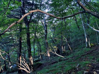 自然の風景。雁ヶ腹摺山の登山道。