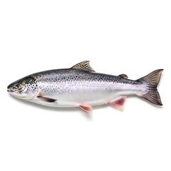 Fototapeta premium Fresh Atlantic Salmon, Perfect for Culinary Inspiration