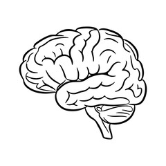 Human brain outline with transparent background