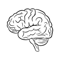 Human brain outline with transparent background