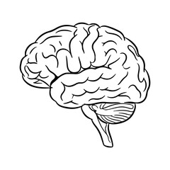 Human brain outline with transparent background