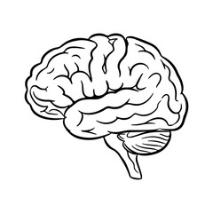 Human brain outline with transparent background