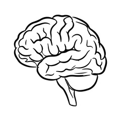 Human brain outline with transparent background